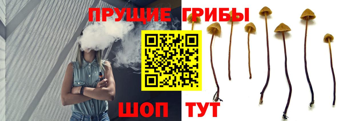 Осинники  Галлюциногенные грибы Psilocybe  Вход с VPN 